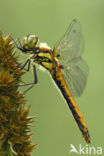 Zwarte heidelibel (Sympetrum danae)