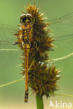 Zwarte heidelibel (Sympetrum danae)