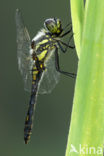 Zwarte heidelibel (Sympetrum danae)