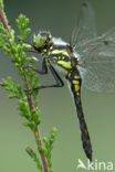 Zwarte heidelibel (Sympetrum danae)