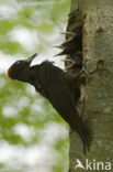 Zwarte Specht (Dryocopus martius)
