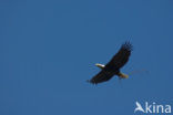 American bald eagle (Haliaeetus leucocephalus)