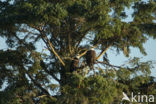 American bald eagle (Haliaeetus leucocephalus)