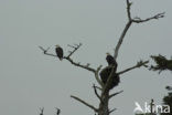 American bald eagle (Haliaeetus leucocephalus)