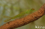 Azuurwaterjuffer (Coenagrion puella)