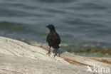 Northwestern Crow (Corvus caurinus)