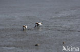 Shelduck (Tadorna tadorna)