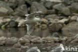 Glaucous-winged Gull (Larus glaucescens)