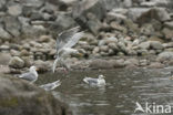 Glaucous-winged Gull (Larus glaucescens)