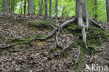 Beech (Fagus sylvatica)