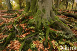 Beech (Fagus sylvatica)