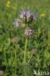 Lacy Phacelia (Phacelia tanacetifolia)