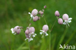 Bladder Campion (Silene vulgaris)