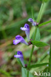 Blauw glidkruid (Scutellaria galericulata)