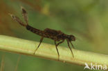 White-legged Damselfly (Platycnemis pennipes)