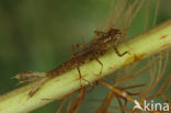 Blauwe breedscheenjuffer (Platycnemis pennipes)