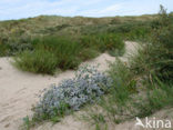 Blauwe zeedistel (Eryngium maritimum)