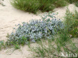 Blauwe zeedistel (Eryngium maritimum)