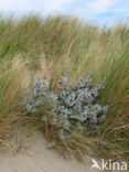 Blauwe zeedistel (Eryngium maritimum)