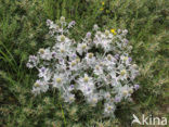 Sea-holly (Eryngium maritimum)