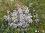 Sea-holly (Eryngium maritimum)