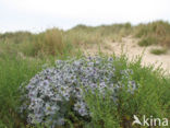 Blauwe zeedistel (Eryngium maritimum)