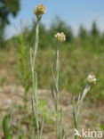 Bleekgele droogbloem (Gnaphalium luteo-album)