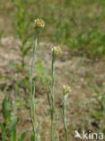 Bleekgele droogbloem (Gnaphalium luteo-album)