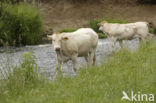 Blonde d Aquitaine koe (Bos Domesticus)