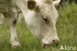 Blonde d Aquitaine cow (Bos Domesticus)