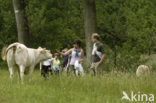 Blonde d Aquitaine cow (Bos Domesticus)