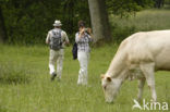 Blonde d Aquitaine cow (Bos Domesticus)