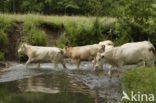 Blonde d Aquitaine cow (Bos Domesticus)