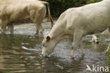 Blonde d Aquitaine cow (Bos Domesticus)