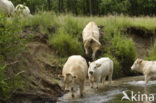 Blonde d Aquitaine koe (Bos Domesticus)