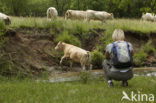 Blonde d Aquitaine cow (Bos Domesticus)