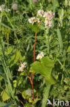 Buckwheat (Fagopyrum esculentum)