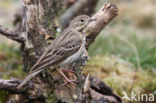 Tree Pipit (Anthus trivialis)