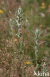 Bosdroogbloem (Gnaphalium sylvaticum) 