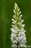 Common Spotted Orchid (Dactylorhiza fuchsii)