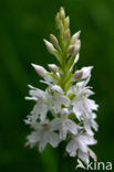 Common Spotted Orchid (Dactylorhiza fuchsii)