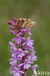 Bosparelmoervlinder (Melitaea athalia) 