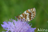 Bosparelmoervlinder (Melitaea athalia) 