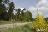 Brem (Cytisus scoparius)