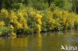 Broom (Cytisus scoparius)