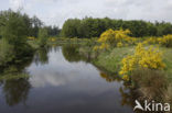 Broom (Cytisus scoparius)