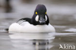 Common Goldeneye (Bucephala clangula)
