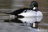 Common Goldeneye (Bucephala clangula)