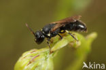 Brilmaskerbij (Hylaeus dilatatus)