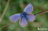 Brown Argus (Aricia agestis)